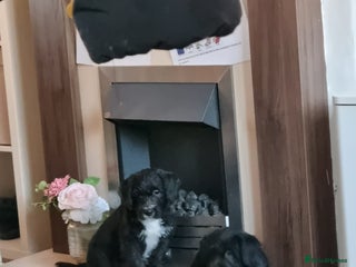 Mixed Breed dogs Staffypoo's - Advert 1