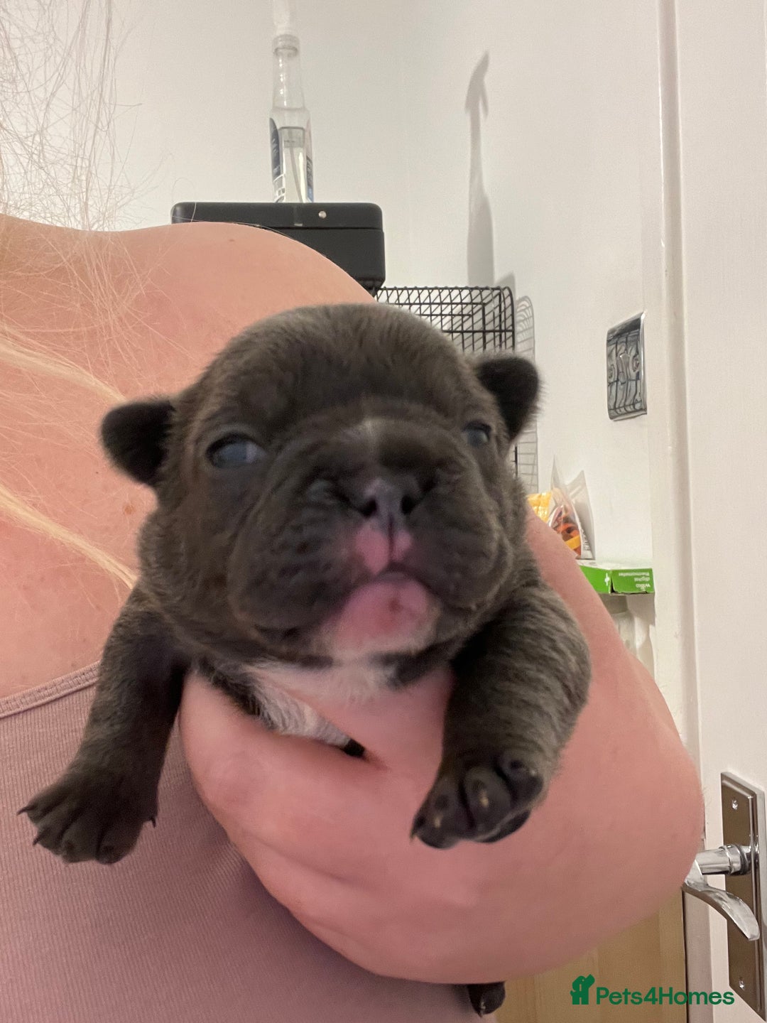 French Bulldog dogs for sale: French bulldog puppies - Advert 7