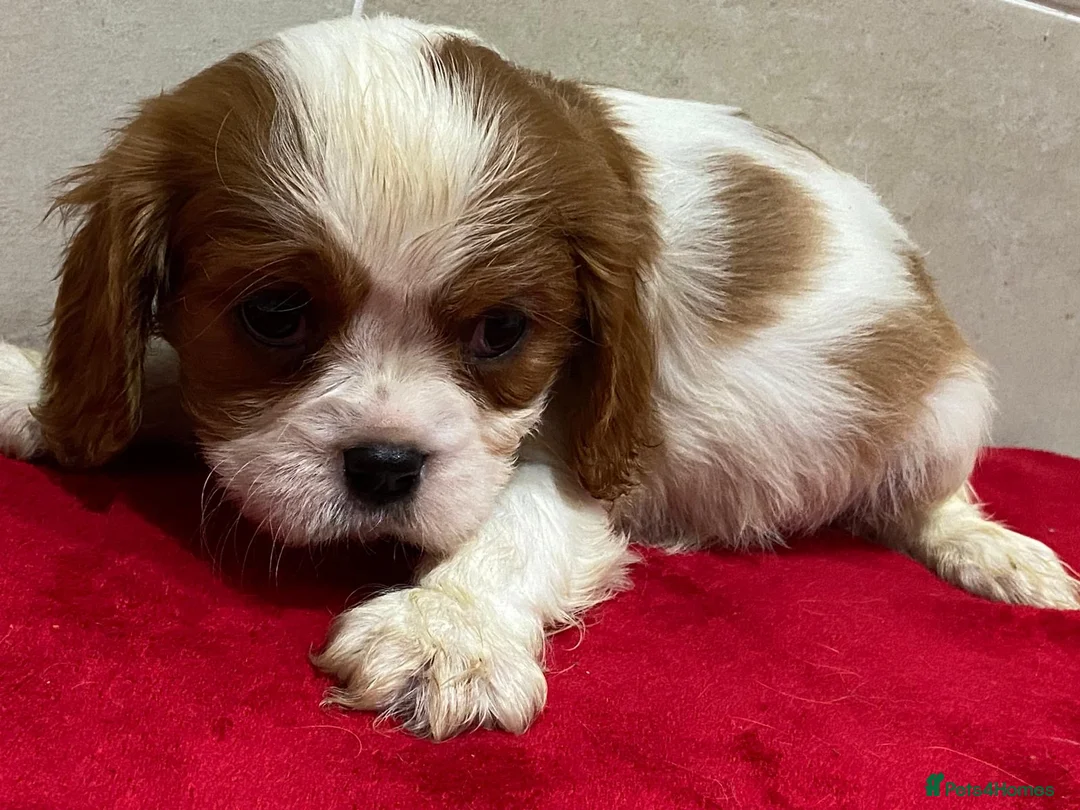 Cavalier King Charles Spaniel dogs for sale: Pedigree Cavalier King Charles puppies - Advert 5