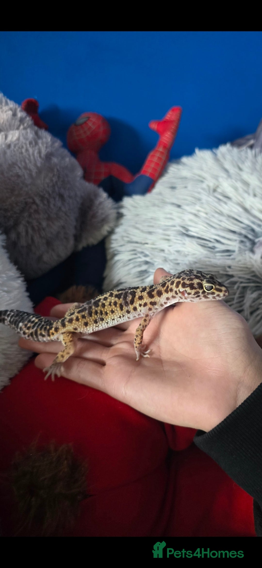 Leopard Gecko reptiles for sale: 7 months old Female leopard gecko  - Advert 2