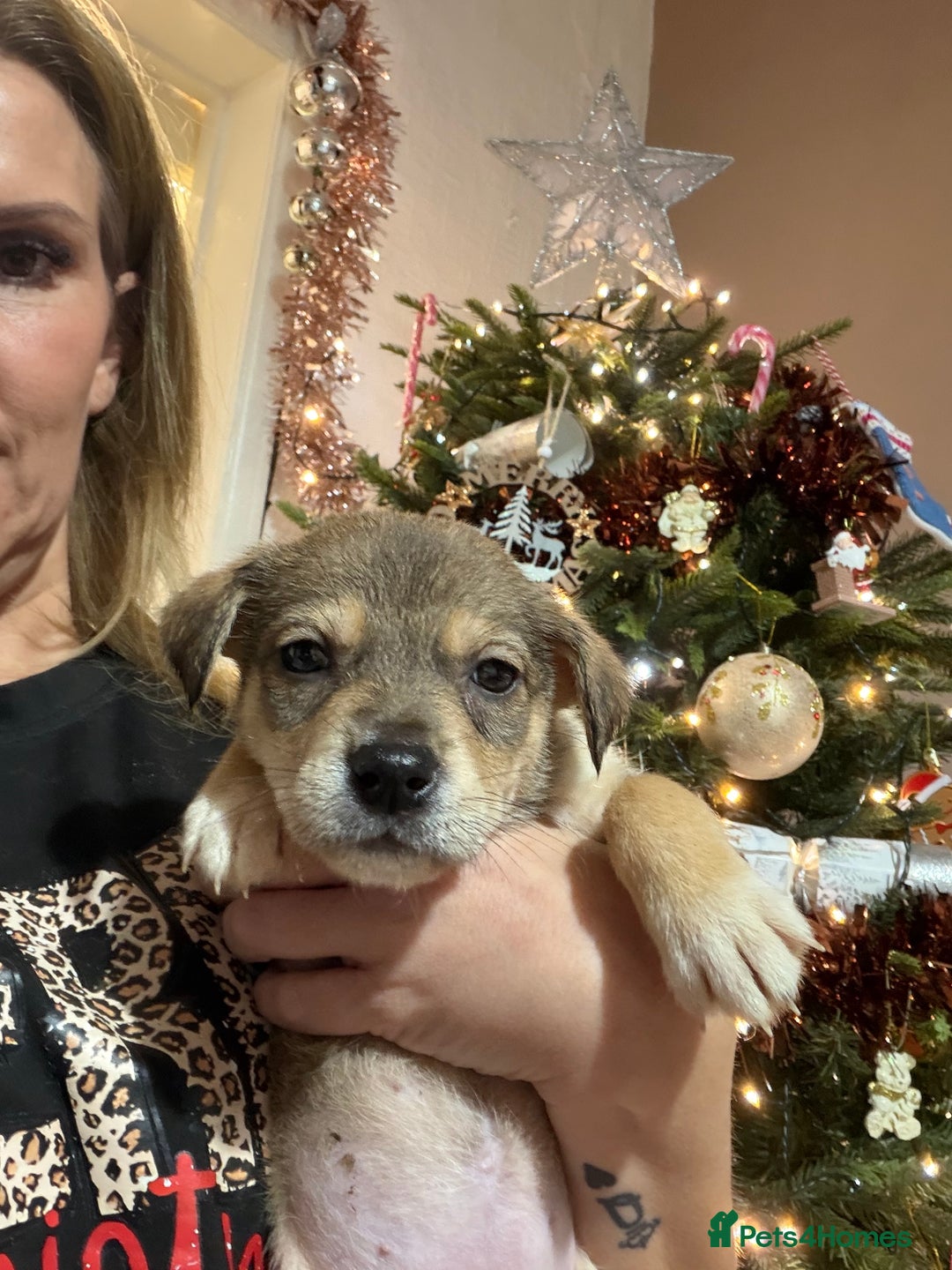 Mixed Breed dogs for sale: Husky staffy cross puppy - Advert 38