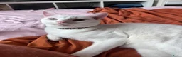 Domestic Shorthair cats for sale: Beautiful white adult female cat - Advert 7