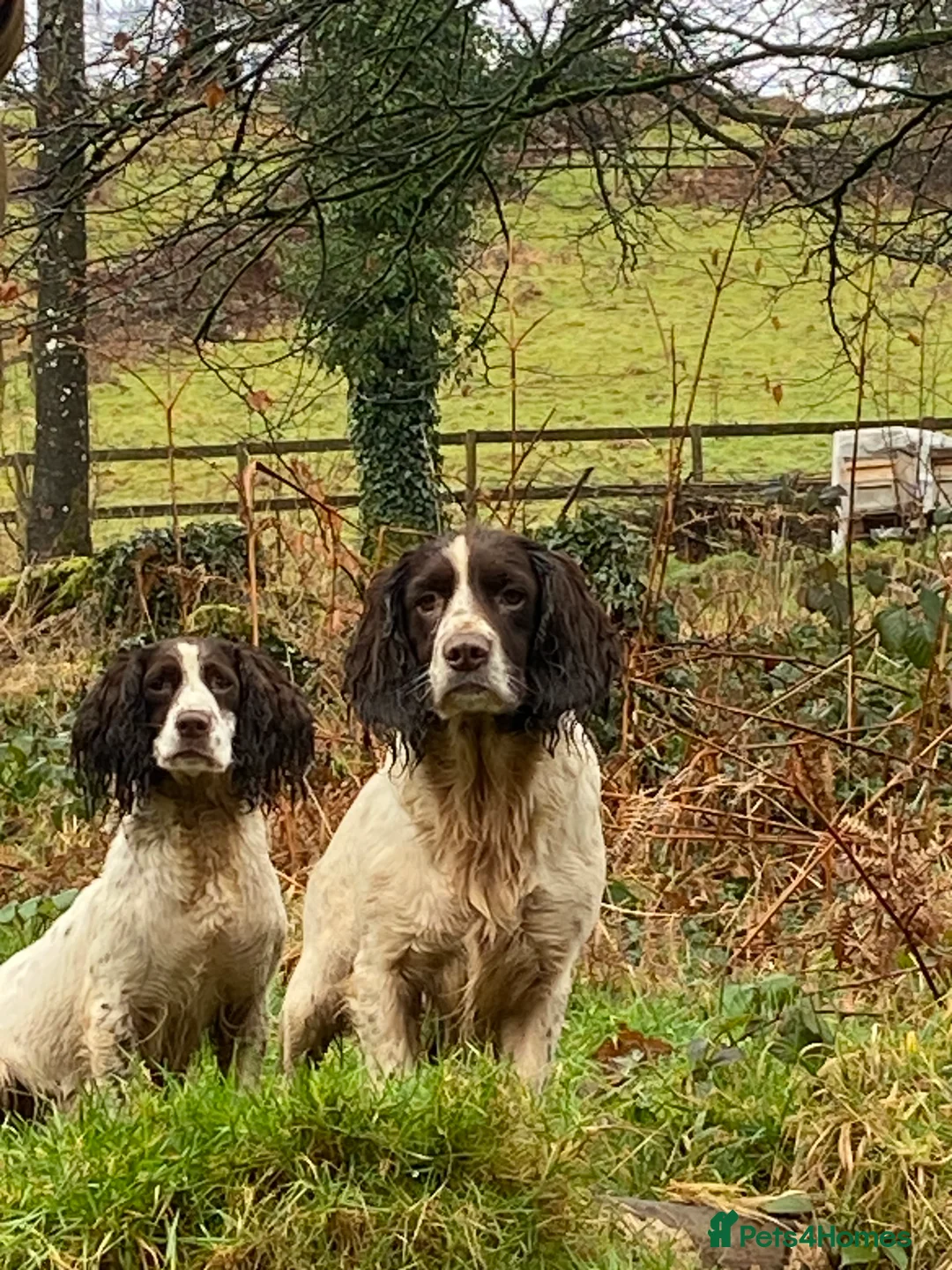 English Springer Spaniel dogs for sale: Dog puppies  - Advert 7