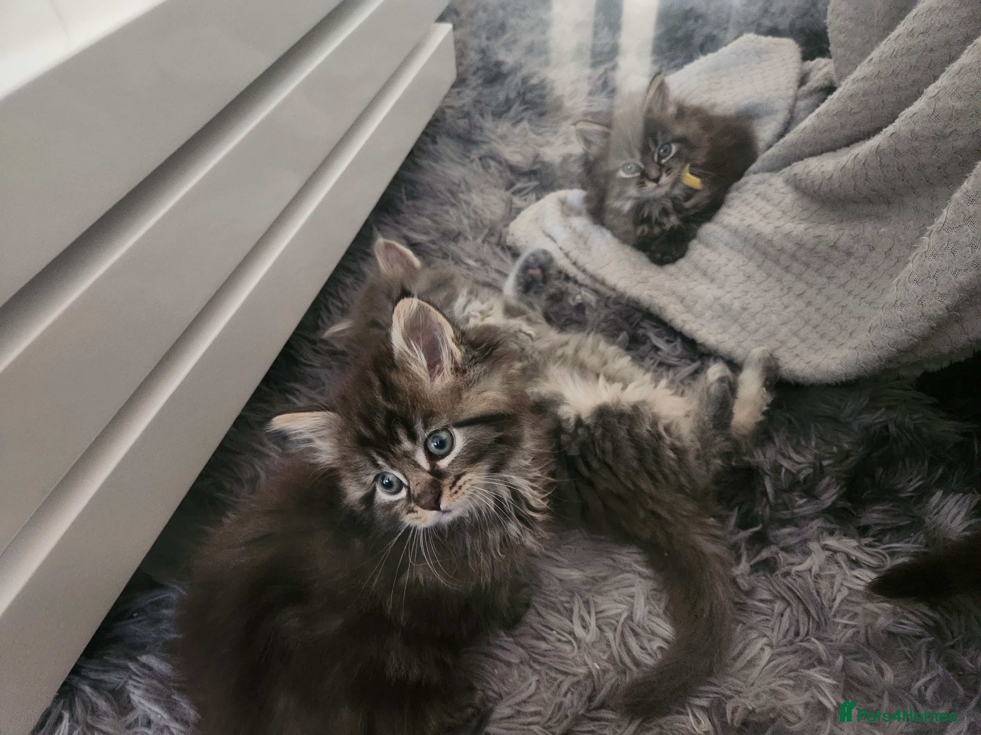 Maine Coon cats Pure Maine coon kittens 4 left boys 3 girls  - Advert 9