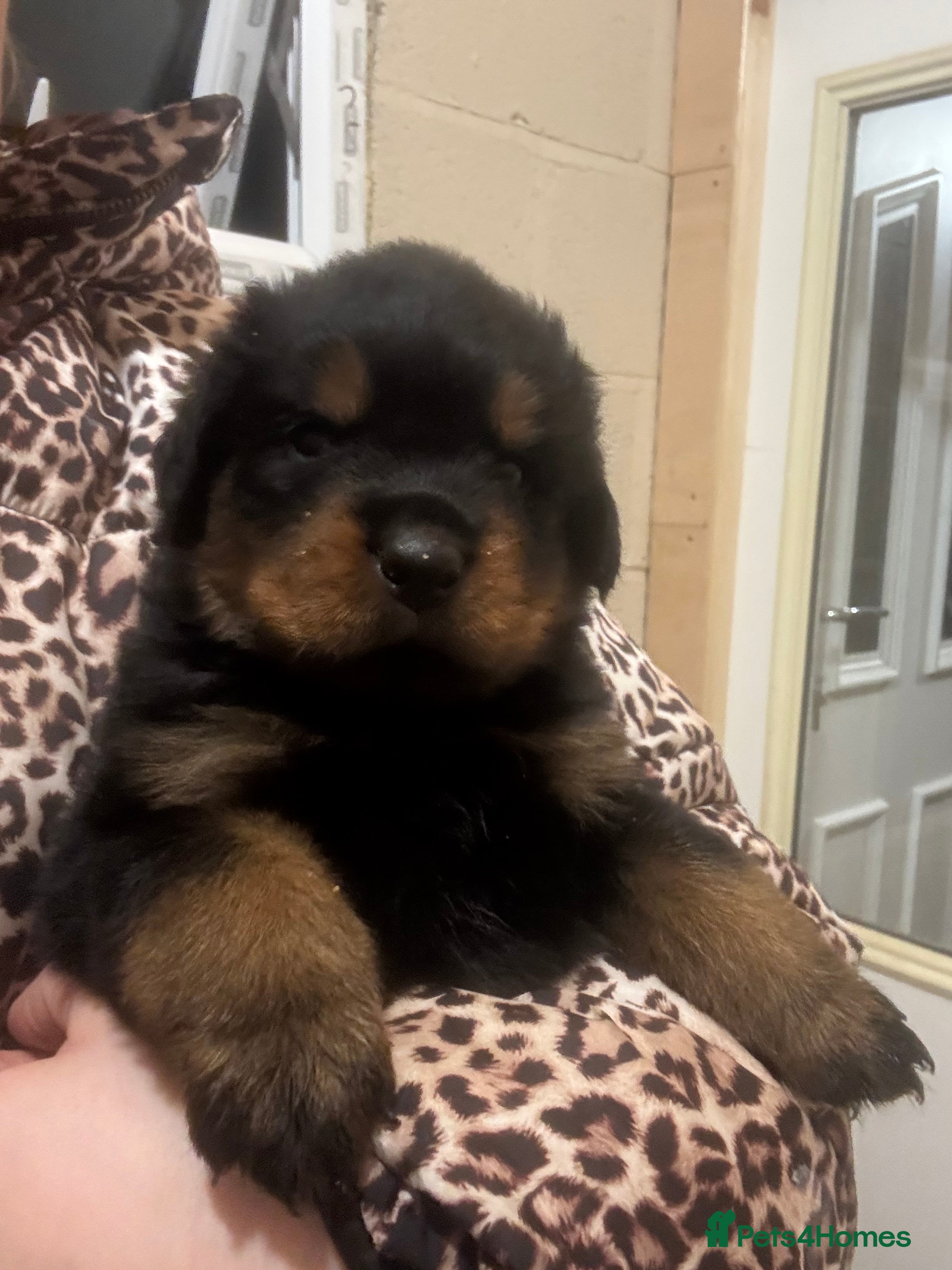 Rottweiler dogs Rottweiler puppies stunning pups born 4th Feb xx - Advert 16