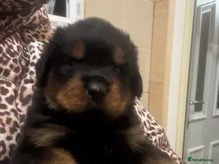 Rottweiler dogs Rottweiler puppies stunning pups born 4th Feb xx - Advert 16