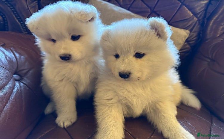 Samoyed dogs - Advert 2