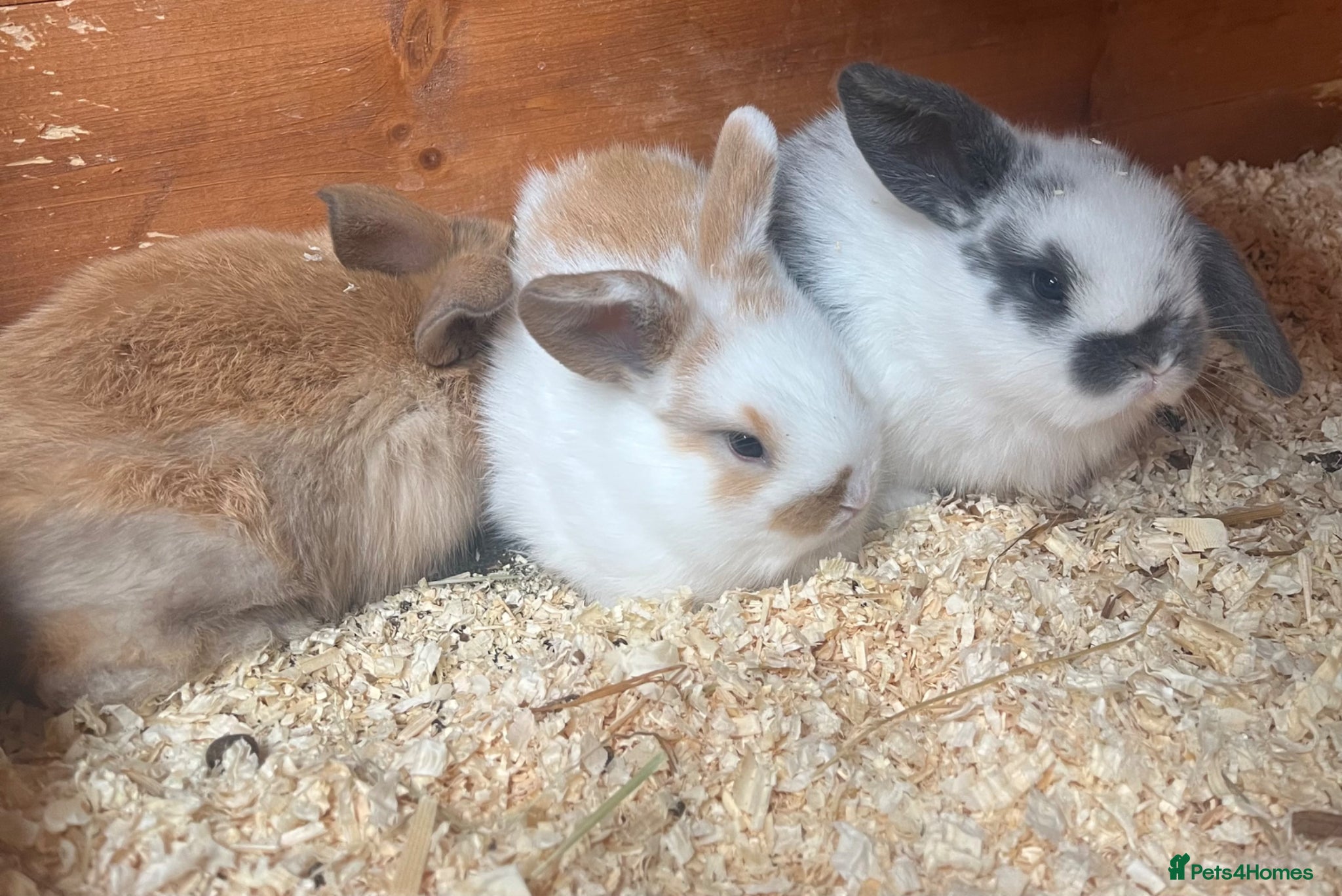 Mini Lop rabbits for sale: Beautiful Mini Lop kits  - Advert 3