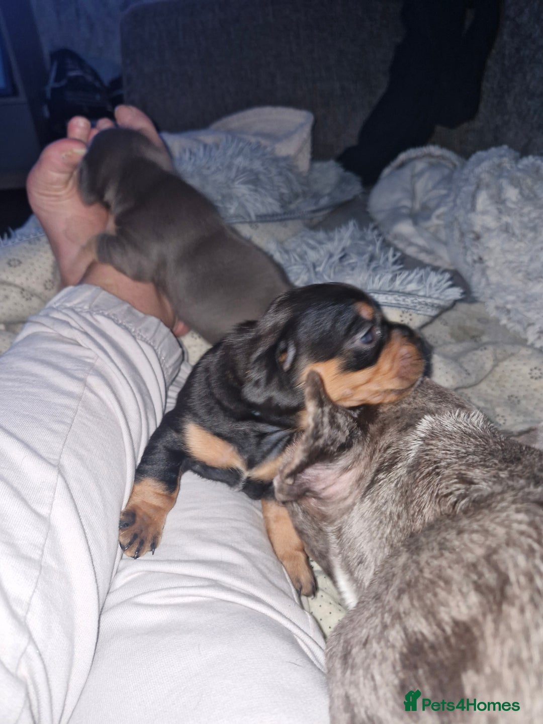 Mixed Breed dogs for sale: French Bull Wieners - Advert 7