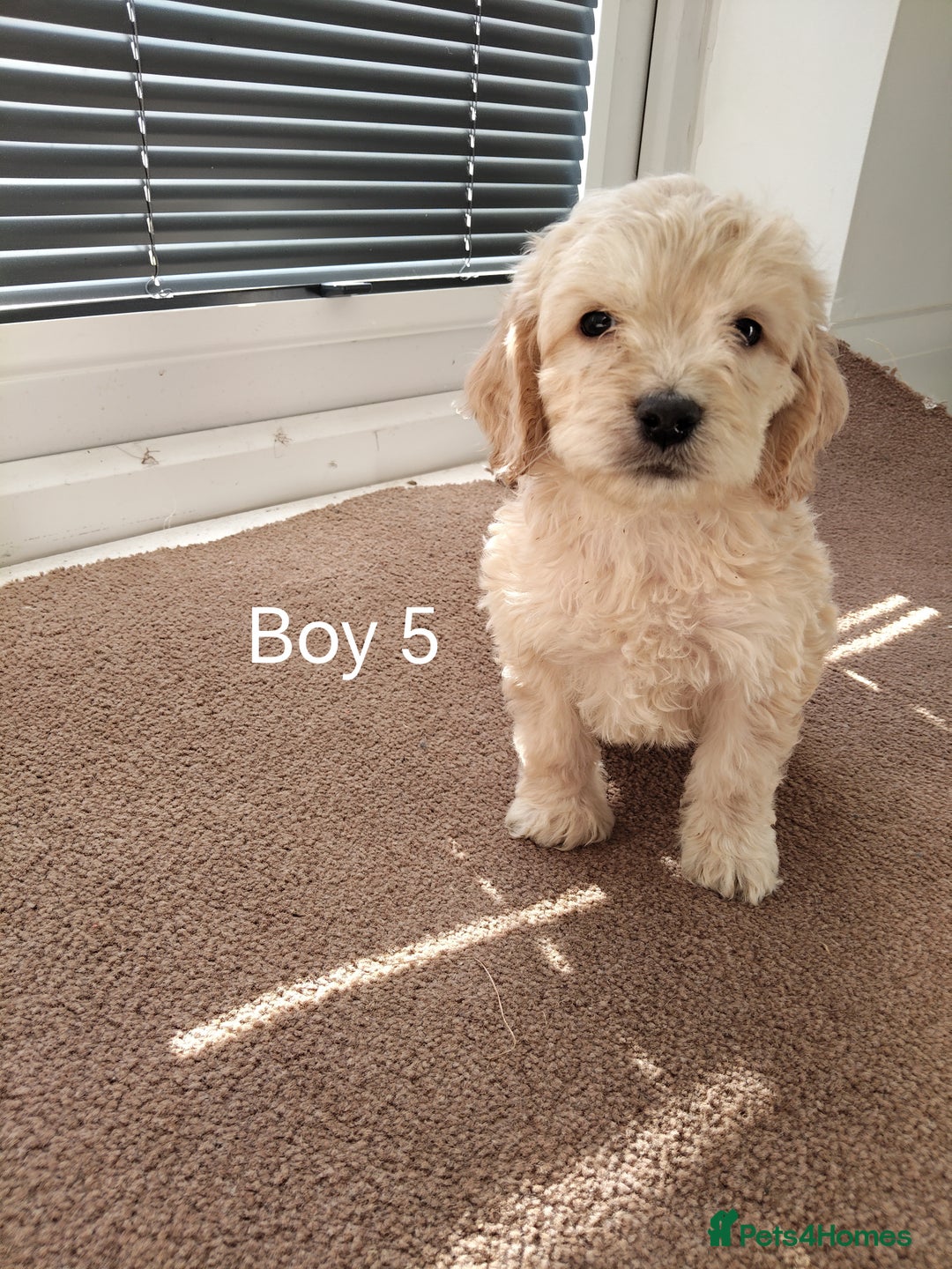 Cockapoo dogs for sale: Stunning toy Cockapoo puppies for sale  - Image 6