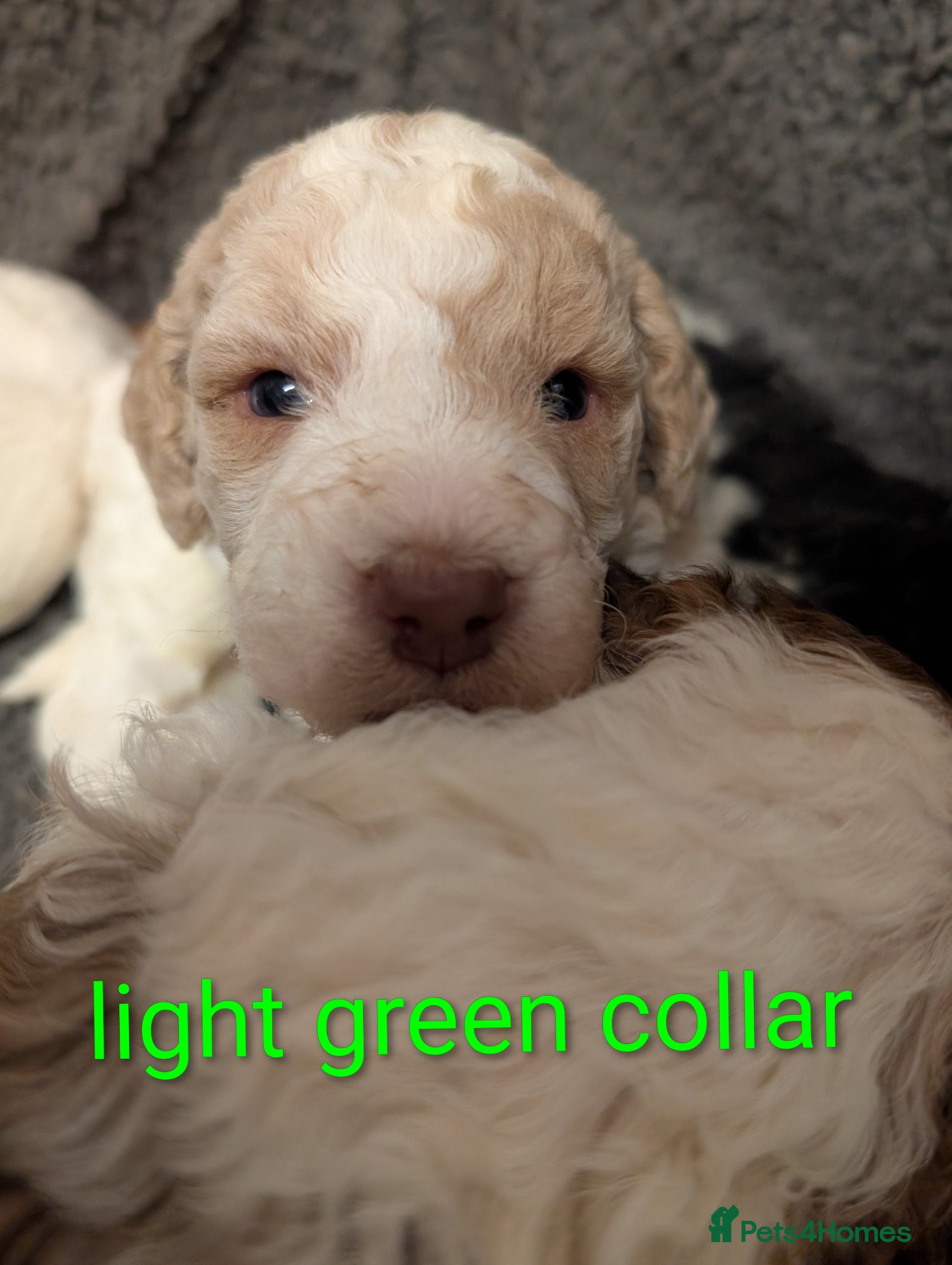 Standard Poodle dogs Viewing now, don't miss out.  - Advert 5