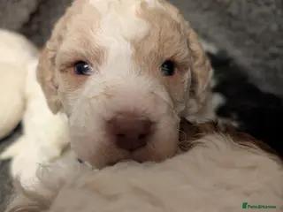 Standard Poodle dogs Viewing now, don't miss out. - Advert 5