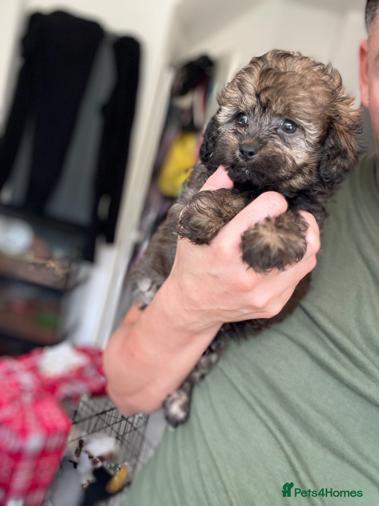 Shihpoo dogs Toy shihpoo puppies ❤️ - Advert 1