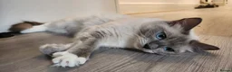 Ragdoll cats for sale: (ONLY 1 LEFT) Cuddly ragdoll kittens  - Advert 9