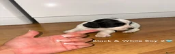 Cocker Spaniel dogs for sale: Cocker spaniel puppy’s  - Advert 19