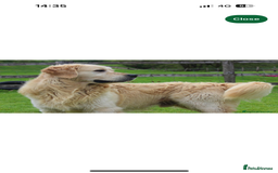 Golden Retriever dogs for sale: QUALITY KC GOLDEN RETRIEVERS  - Image 4
