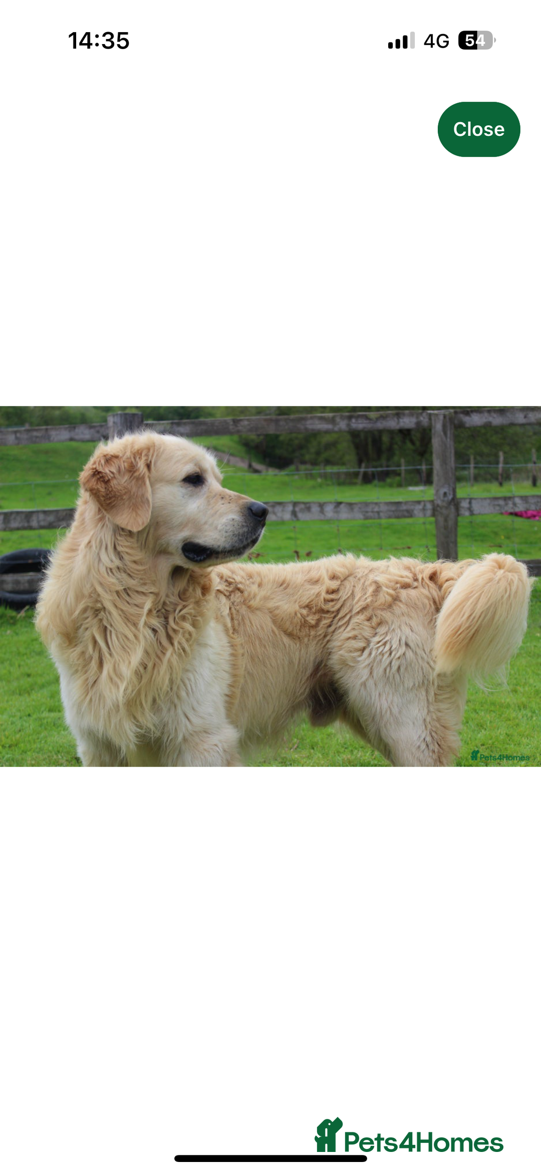 Golden Retriever dogs for sale: QUALITY KC GOLDEN RETRIEVERS  - Image 4