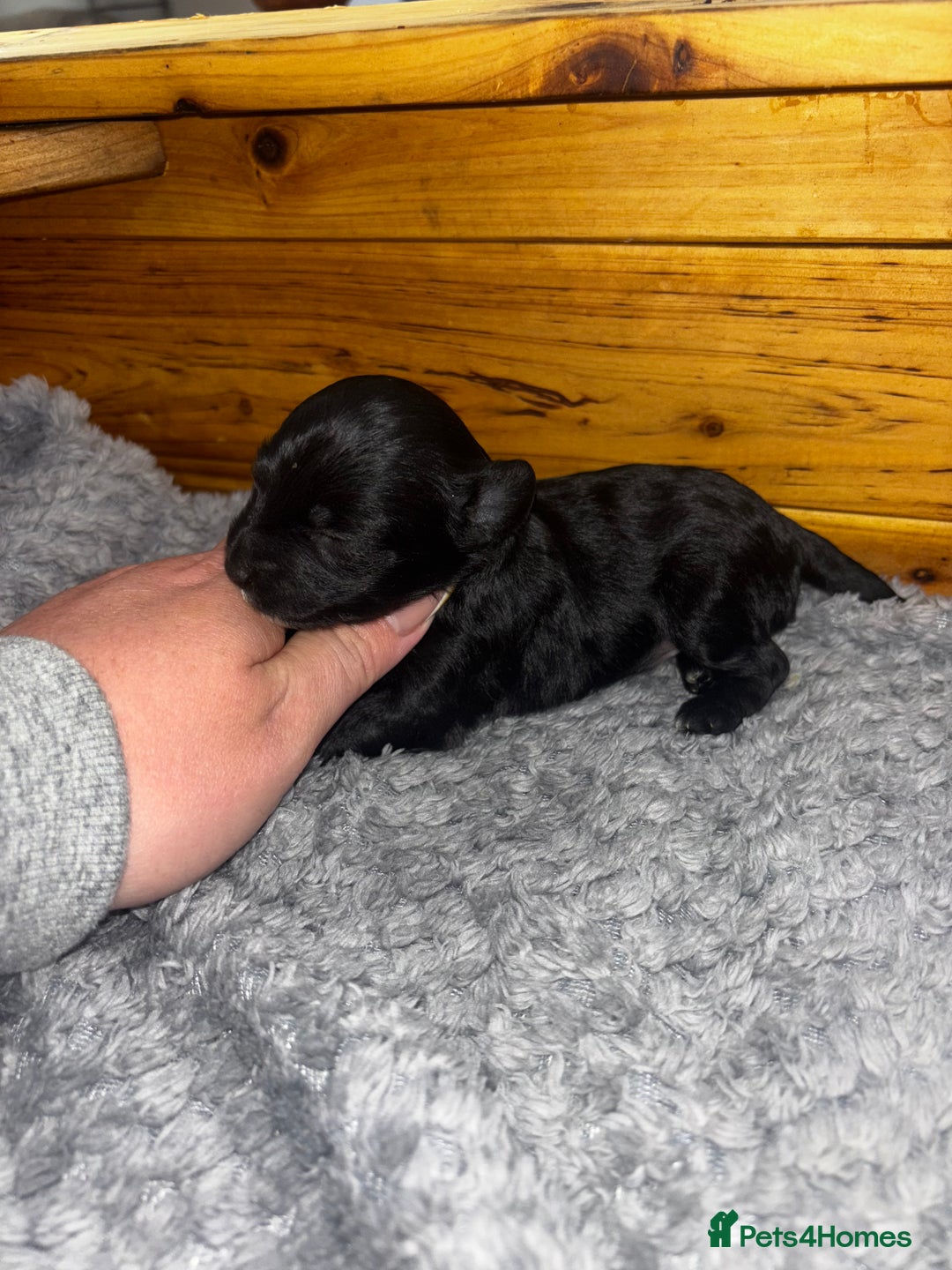 Chinese Crested dogs for sale: Powderpuff Chinese crested  - Image 7