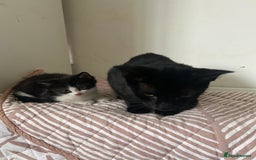 Mixed Breed cats for sale: Black and white kitten  - Image 4