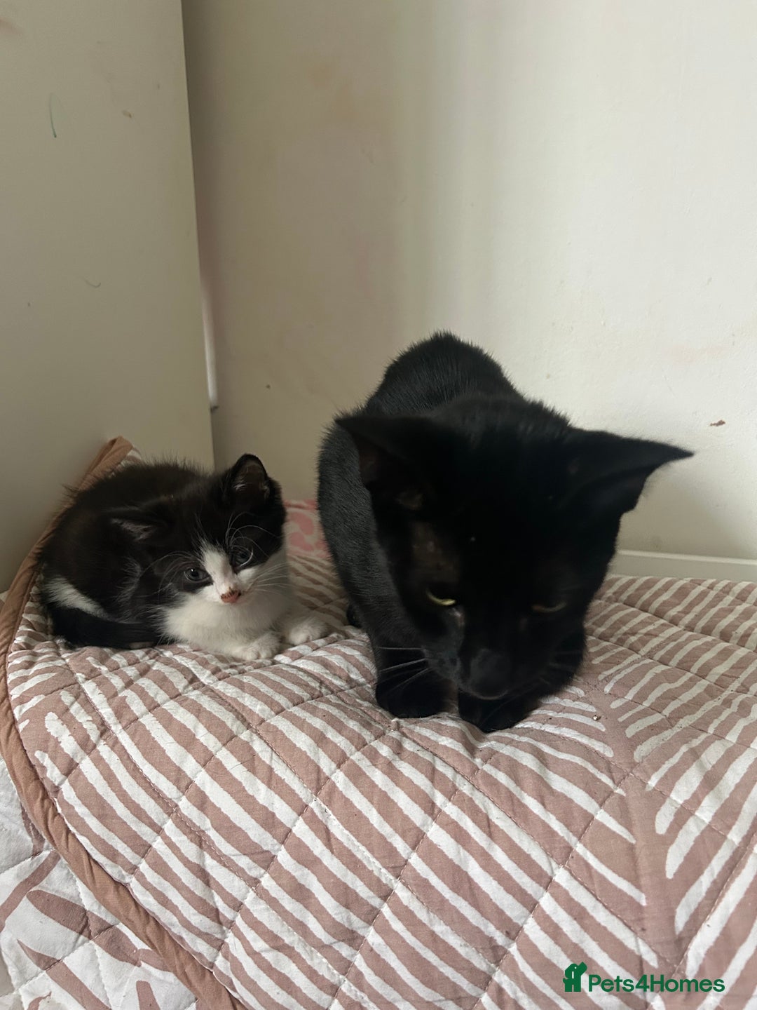 Mixed Breed cats for sale: Black and white kitten  - Image 4