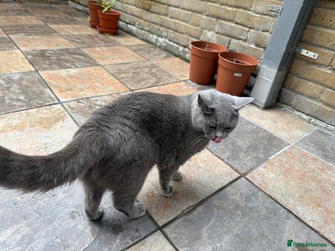 British Shorthair cats for sale: GCCF active blue Female British Shorthair Cat  - Image 7