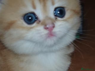 British Shorthair cats Stunning pedigree BSH Golden black Chinchilla - Advert 3