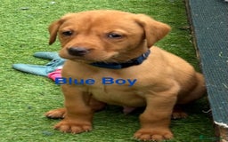 Labrador Retriever dogs for sale: Gorgeous KC Fox Red Labs - Image 7