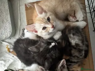 British Shorthair cats Bengal x British short hair - Advert 14