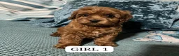 Cavapoo dogs for sale: F1 cavapoo puppies - Advert 2