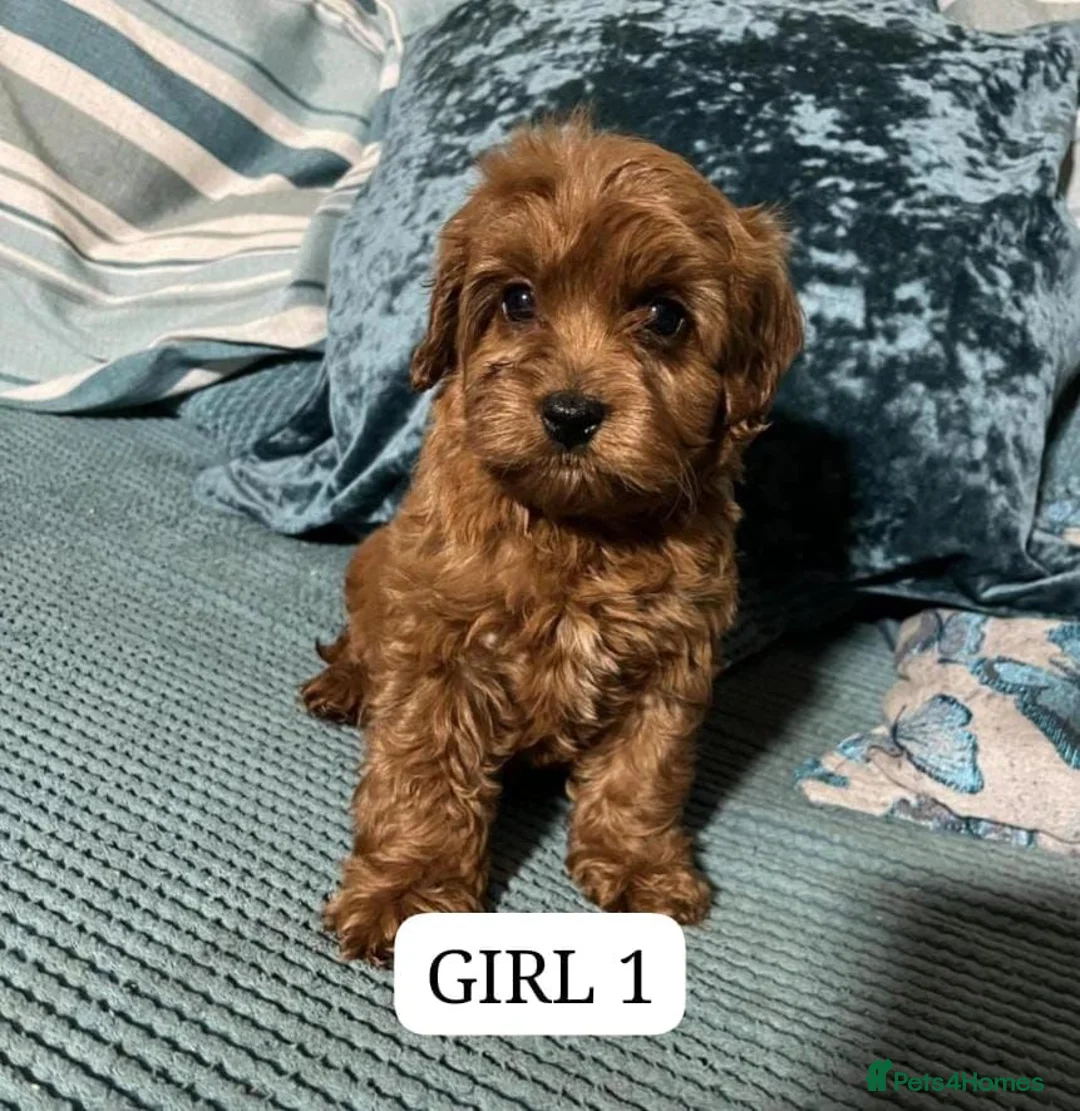 Cavapoo dogs for sale: F1 cavapoo puppies - Advert 2