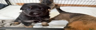 Mixed Breed 2