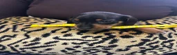 Miniature Dachshund dogs for sale: BEAUTIFUL MINIATURE DACHSHUND PUPPIES - Advert 7
