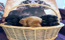 Cocker Spaniel dogs for sale: Working cocker spaniel puppies  - Image 3