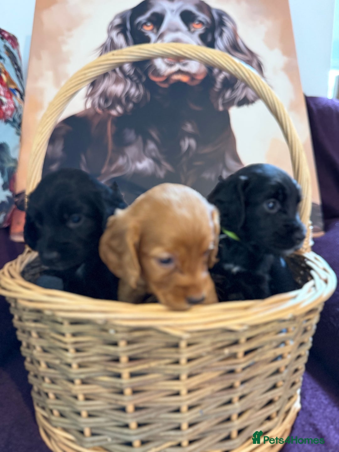 Cocker Spaniel dogs for sale: Working cocker spaniel puppies  - Image 3