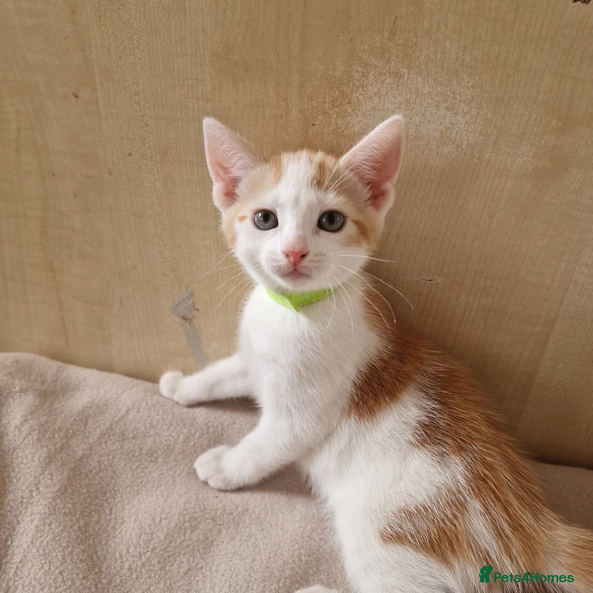 Turkish Angora cats Turkish angora x kittens  - Advert 12
