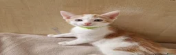 Turkish Angora cats for sale: Turkish angora x kittens  - Advert 6