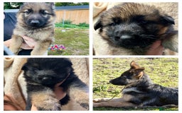 German Shepherd dogs for sale: German Shepherd puppies for sale  - Image 6