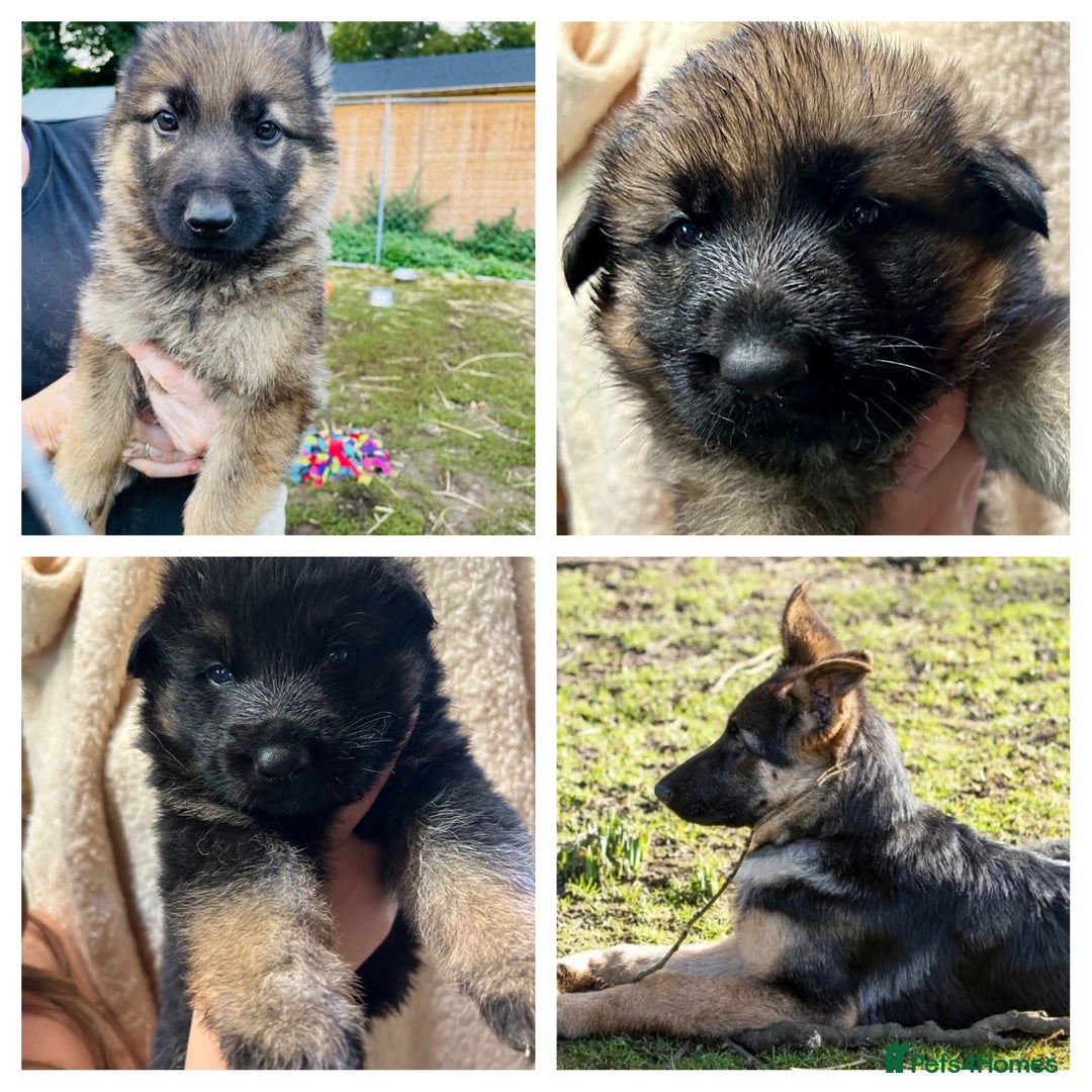 German Shepherd dogs for sale: German Shepherd puppies for sale  - Image 6