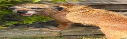 Border Terrier dogs for sale: Beautiful slem clear female - Advert 4