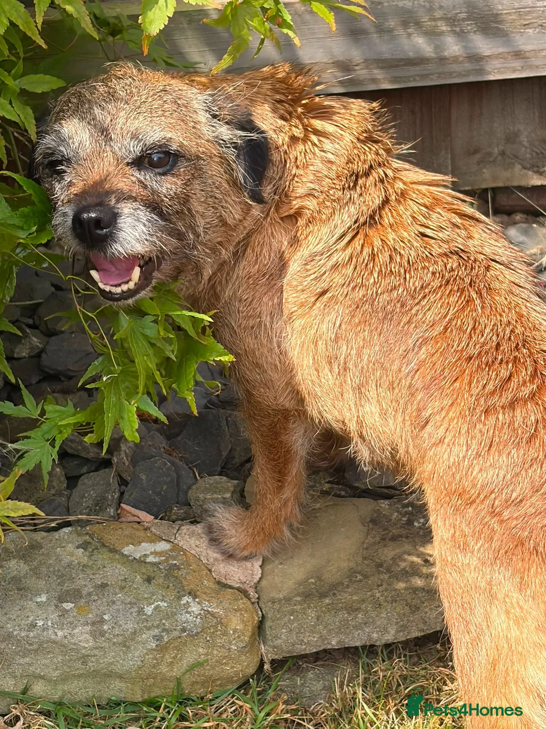 Border Terrier dogs for sale: Beautiful slem clear female - Advert 4