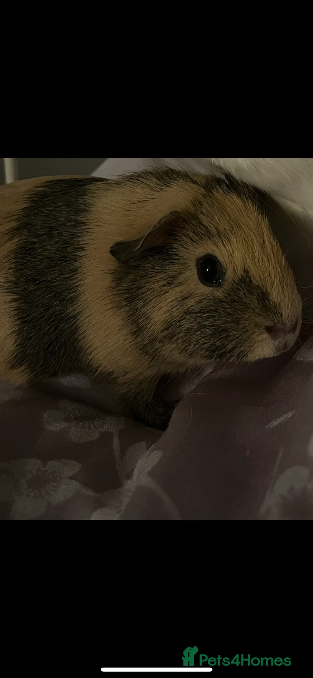 Guinea Pig rodents for sale: Female guinea pig  - Advert 8