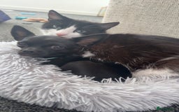 British Shorthair cats for sale: 2 loving beautiful cats  - Image 32