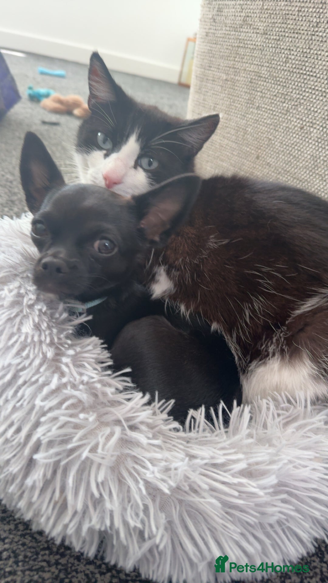 British Shorthair cats for sale: 2 loving beautiful cats  - Image 32