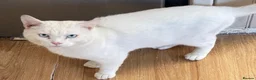 Mixed Breed cats for sale: 6-year-old rescue cat who seeks calm, loving home. - Advert 15