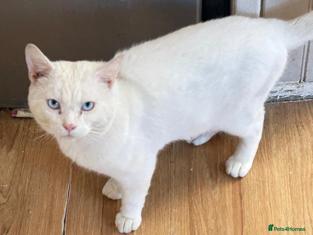 Mixed Breed cats for sale: 6-year-old rescue cat who seeks calm, loving home. - Advert 15