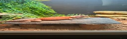 Bearded Dragon reptiles for sale: Red bearded dragon and vivarium  in Huddersfield - Advert 5