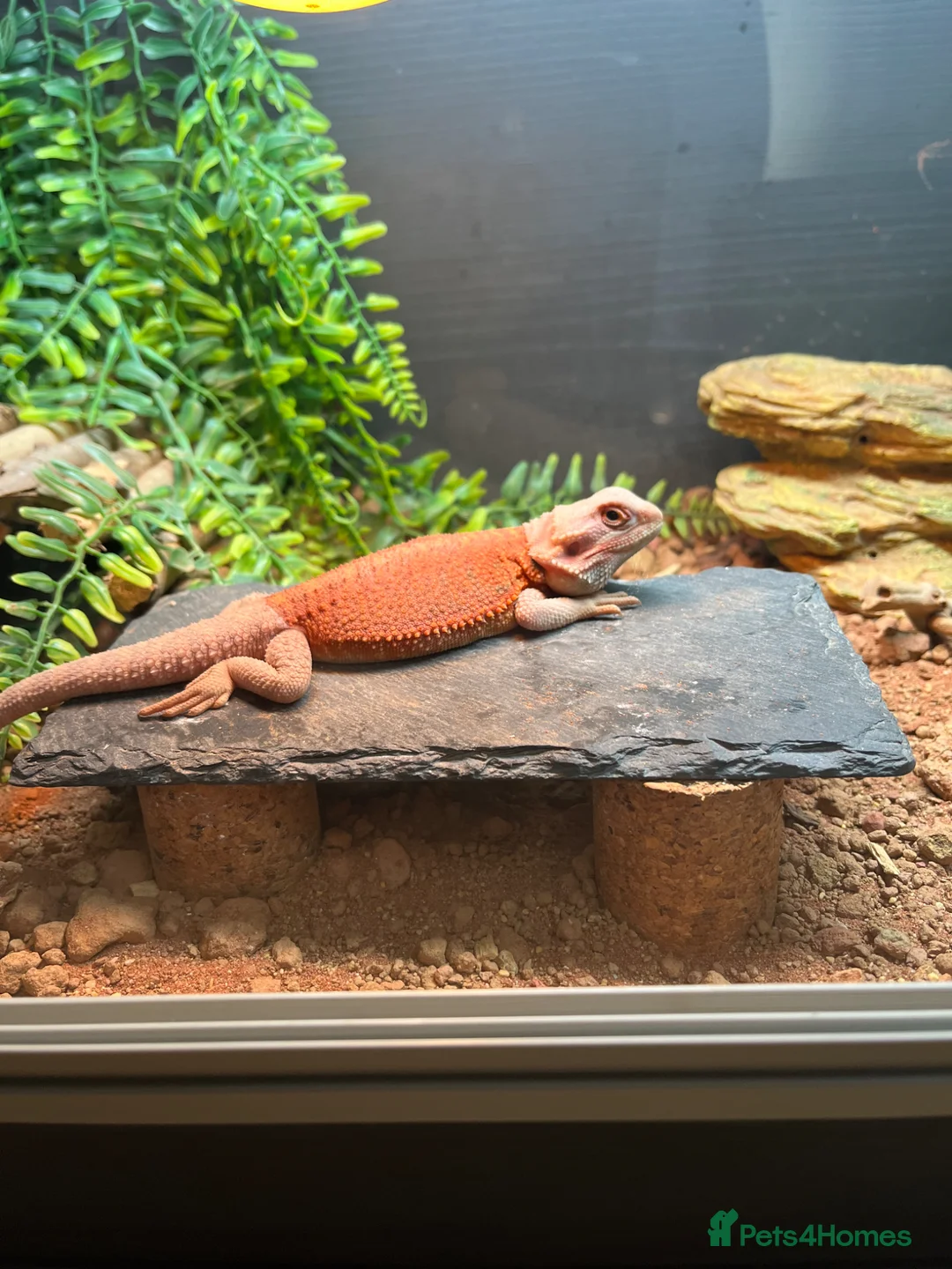 Bearded Dragon reptiles for sale: Red bearded dragon and vivarium  in Huddersfield - Advert 5