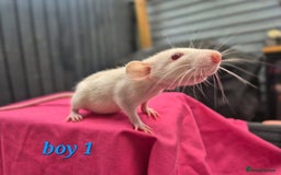 Rat rodents for sale: Male rats available - Image 11