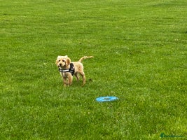 Cockapoo dogs Cockerpoo - Advert 3