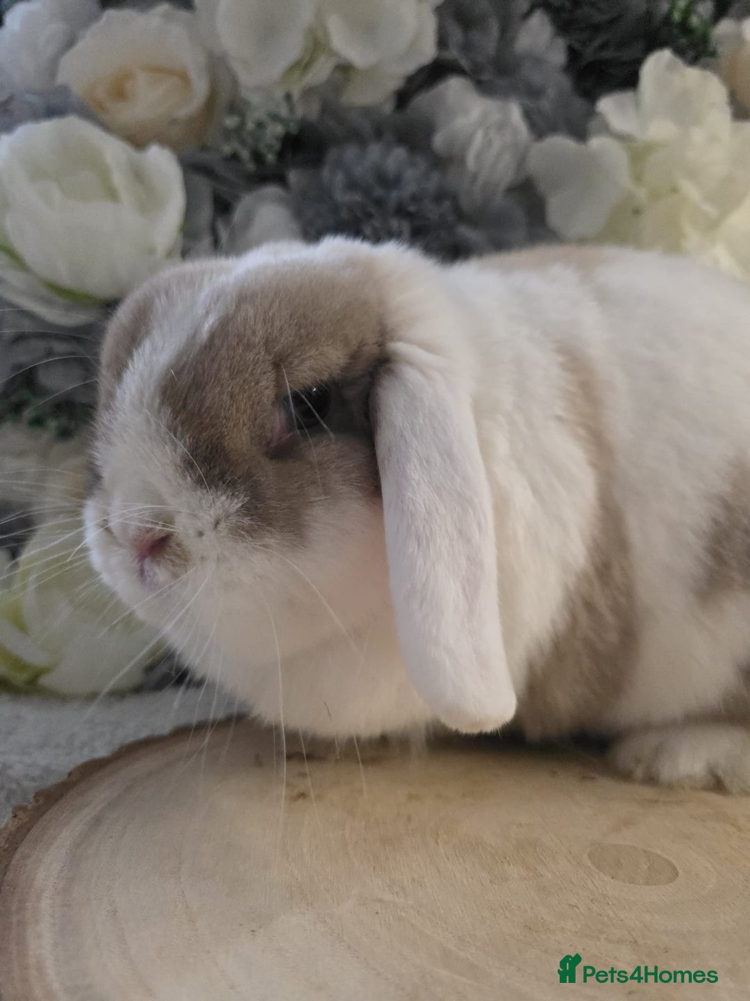 Mini Lop rabbits for sale: Choc Sallander Extreme Looking for a Special Home  - Advert 5